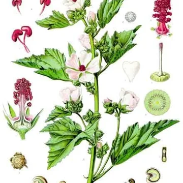 Marshmallow root plant