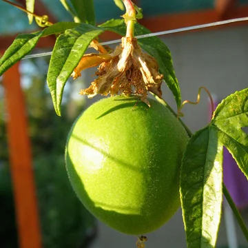 Passion flower in bloom