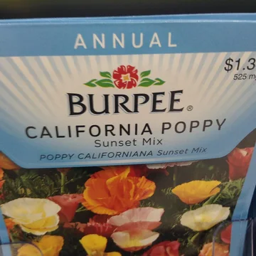 California poppy flowers