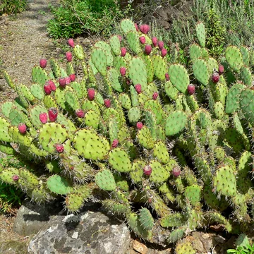 Prickly pear cactus fruit