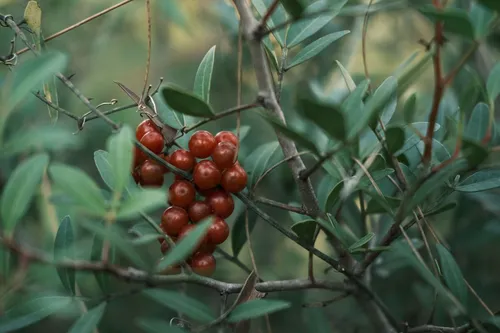 Catuaba bark extract