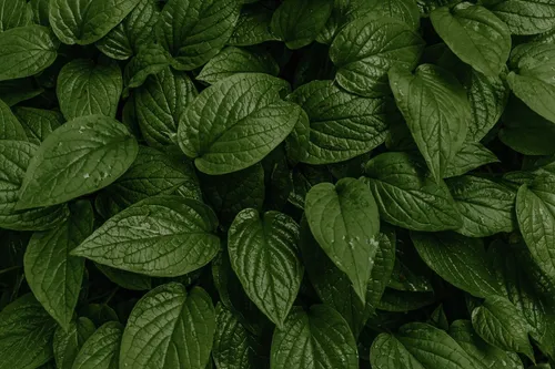 Horny Goat Weed extract