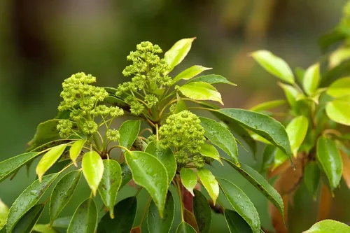 Muira Puama plant extract